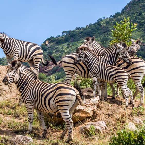 Mountain Zebra National Park — South Africa, Africa