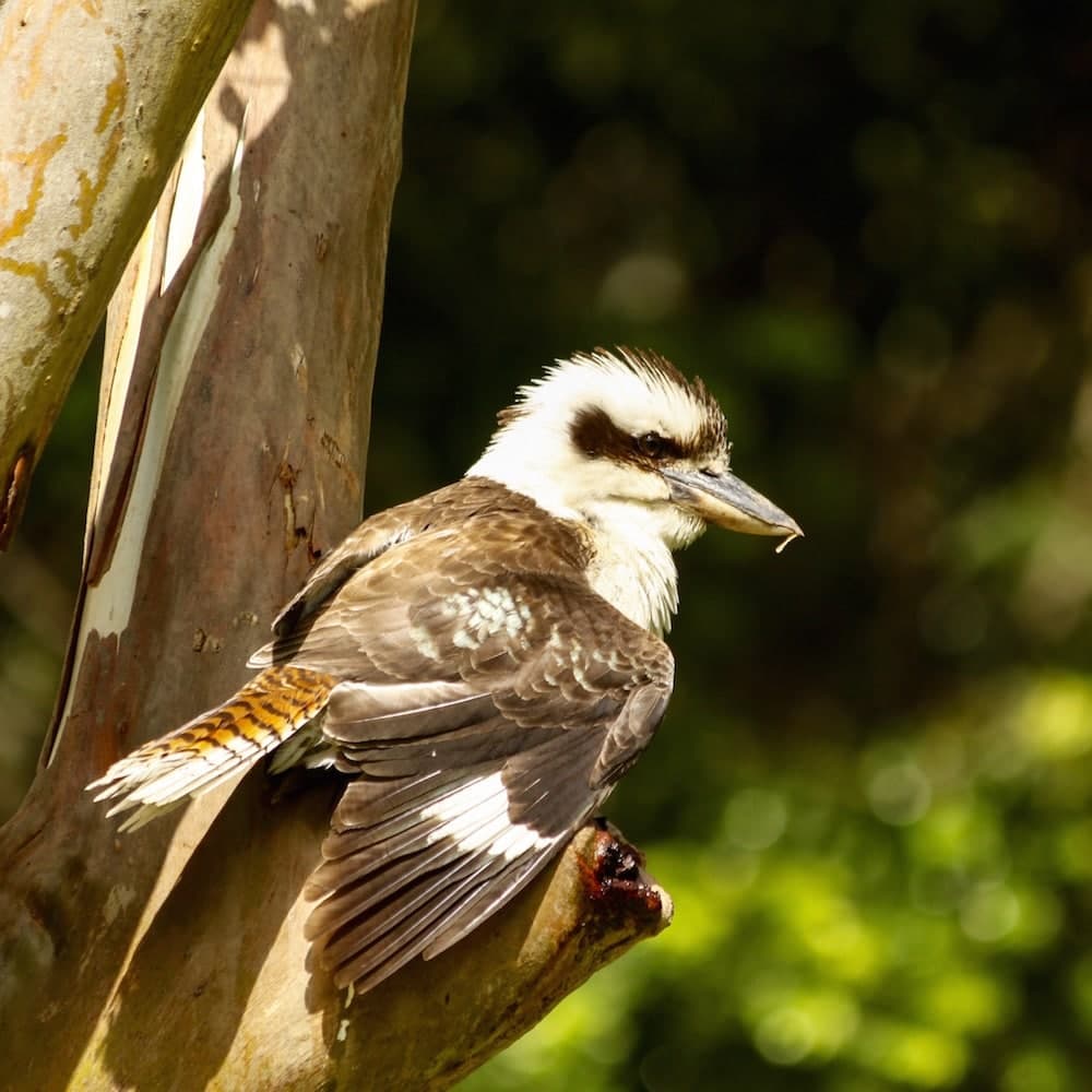 Nightcap National Park — Byron Bay, New South Wales, Australia, Oceania