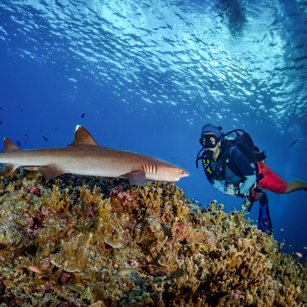 Fathers Reefs — Papua New Guinea, Oceania