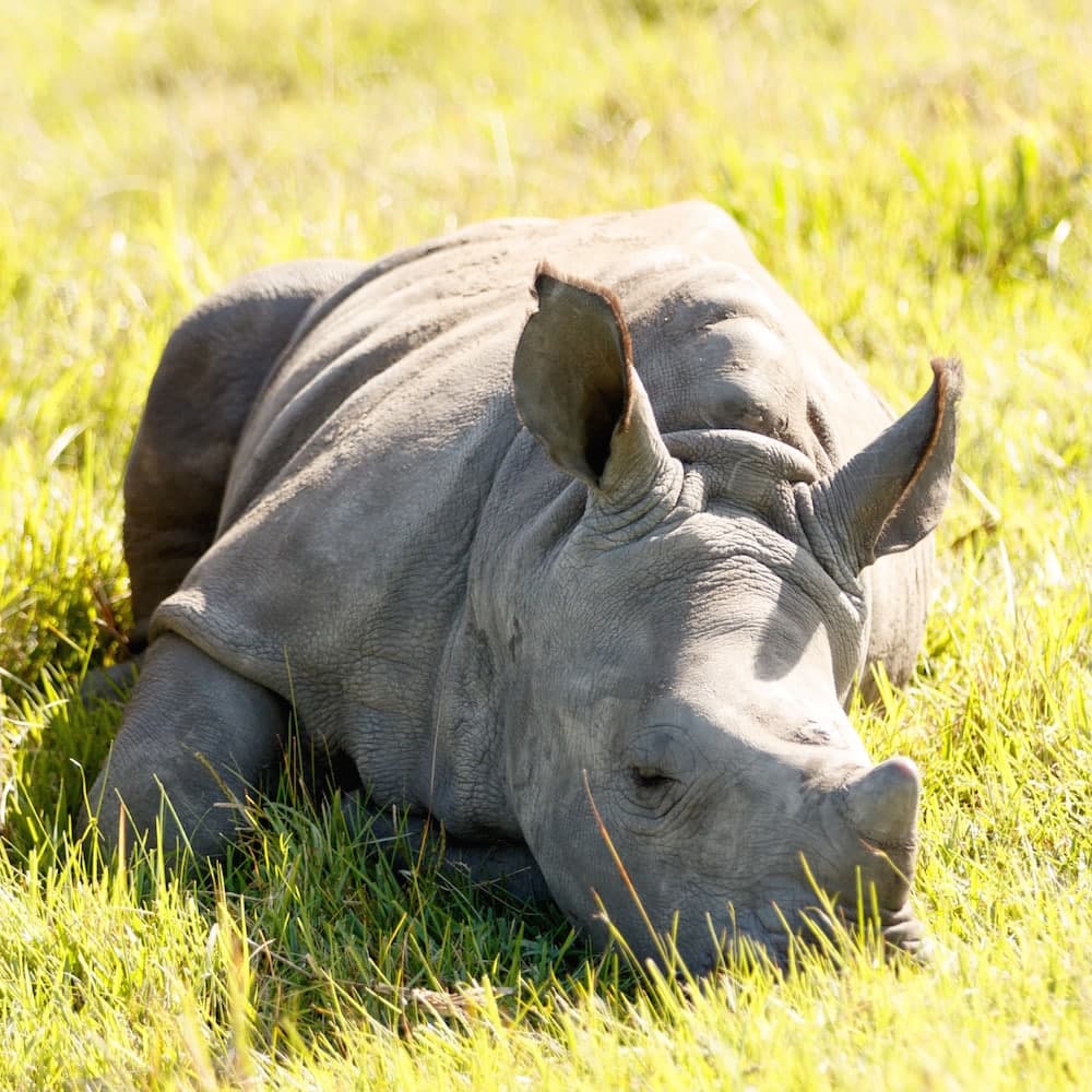 Kragga Kamma Game Park — South Africa, Africa