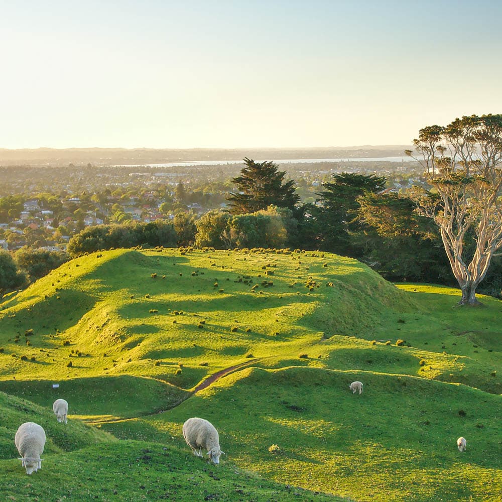 Cornwall Park — Auckland, North Island, New Zealand, Oceania