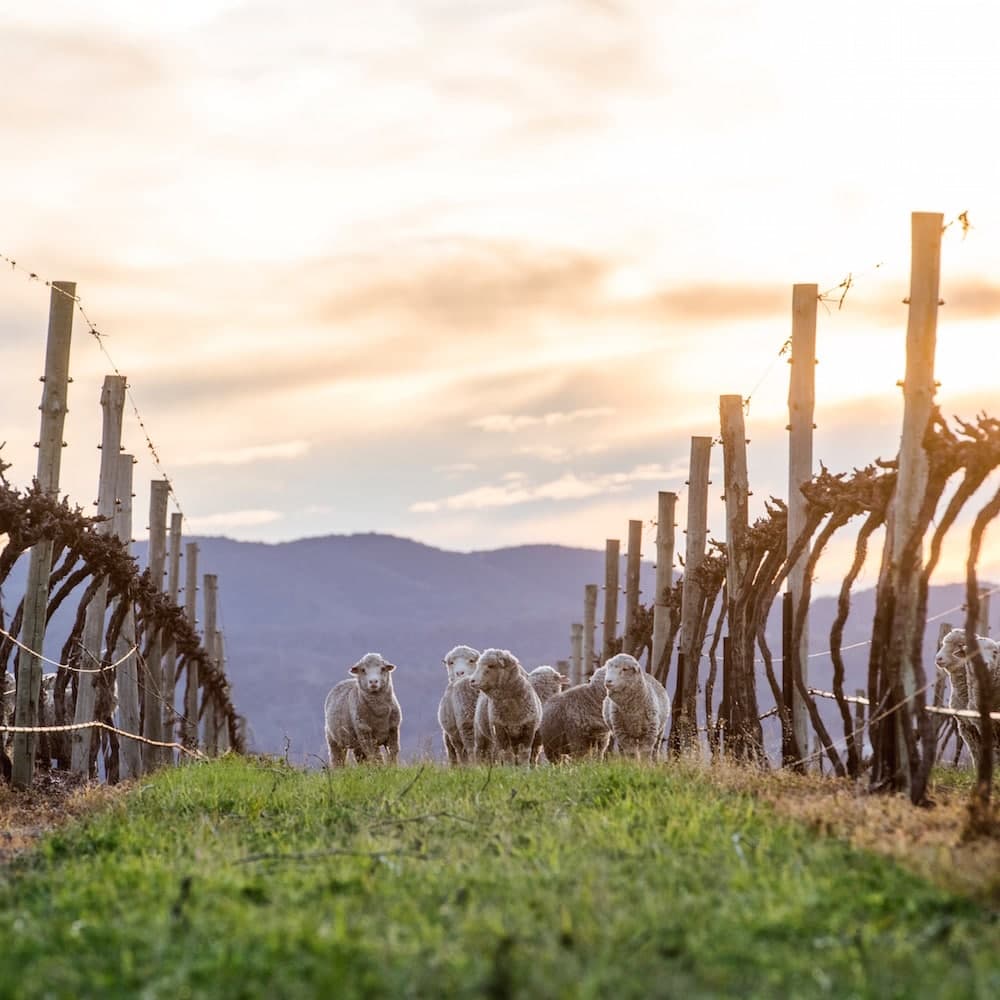 First Ridge Wines — Mudgee, New South Wales, Australia, Oceania