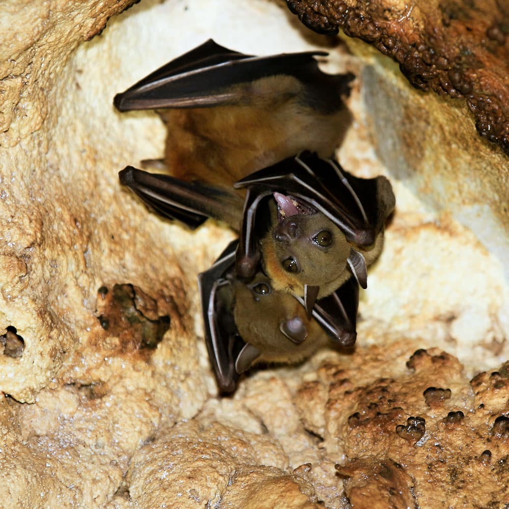 Wind Caves — Sarawak, Malaysia, Asia