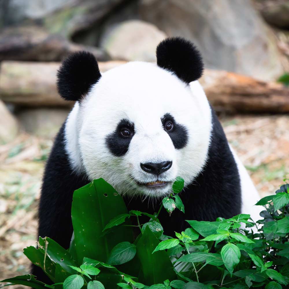 Singapore Zoo — Singapore, Asia