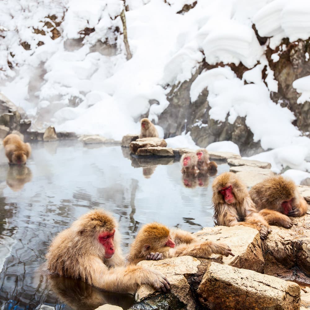 Jigokudani Monkey Park — Japan, Asia