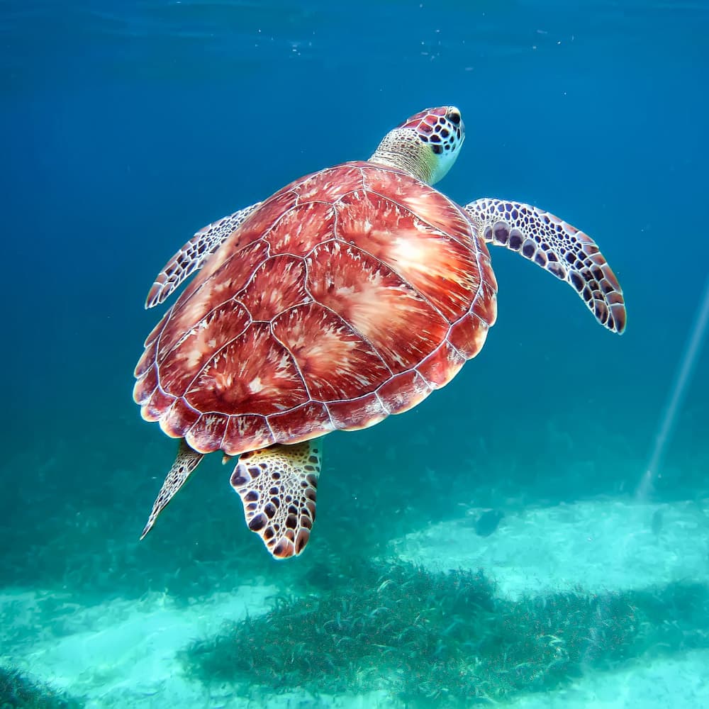 Hol Chan Marine Reserve — Belize, Central America