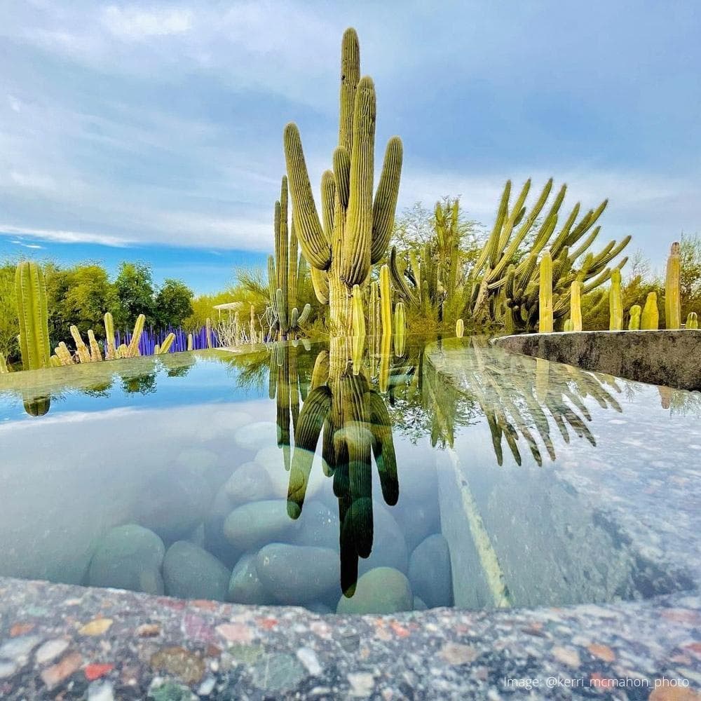 Desert Botanical Garden — Phoenix, Arizona, United States, North America
