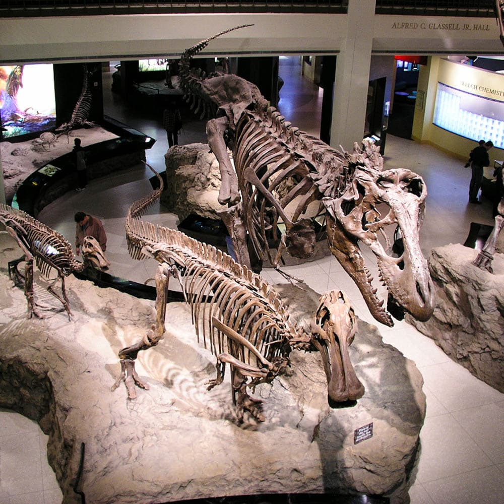 Houston Museum of Natural Science — Houston, Texas, United States, North America