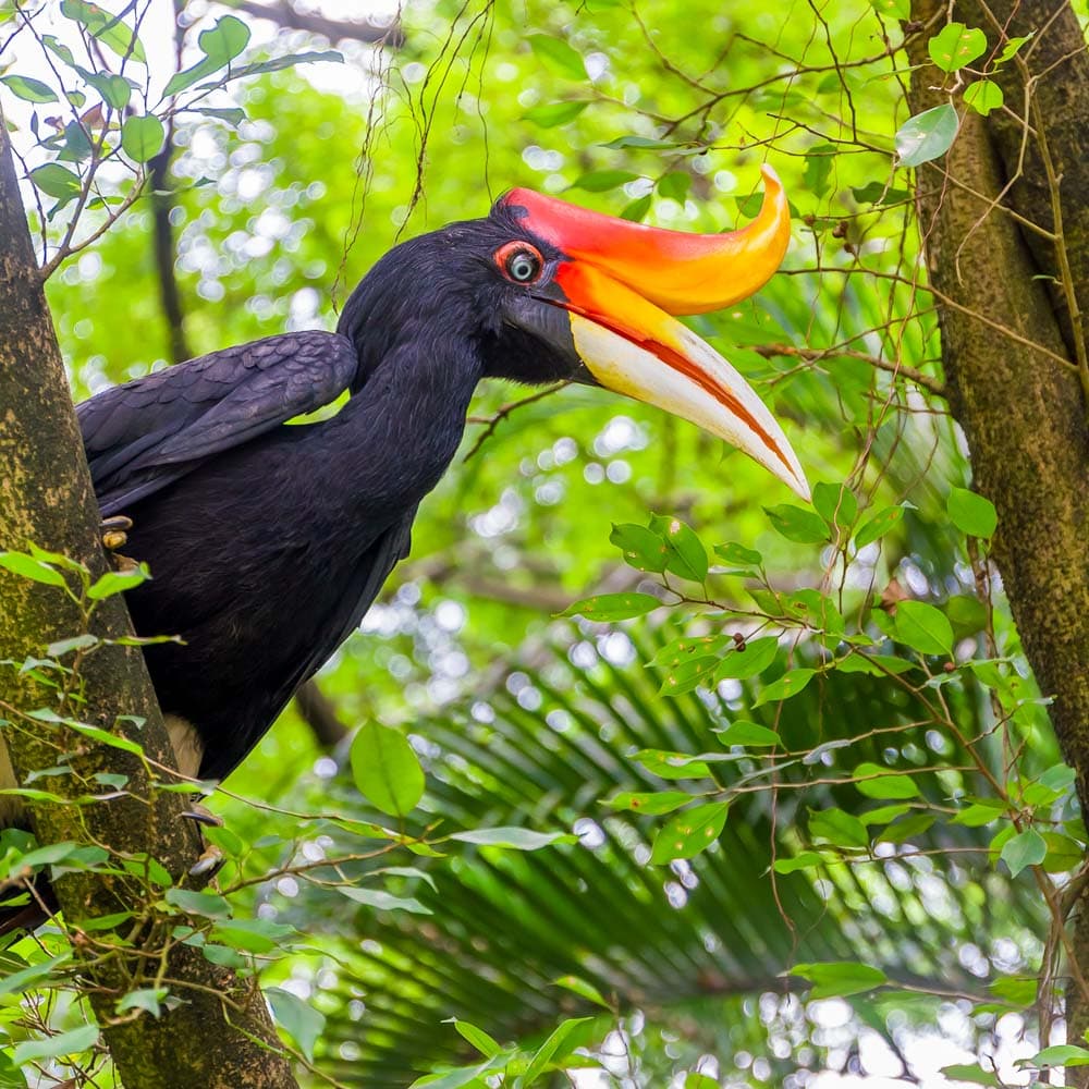 KL Bird Park, Kuala Lumpur — Kuala Lumpur, Malaysia, Asia