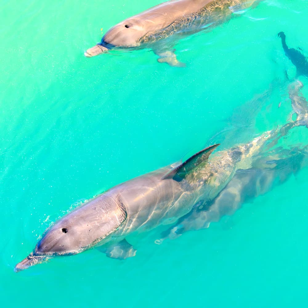Monkey Mia — Coral Coast, Western Australia, Australia, Oceania