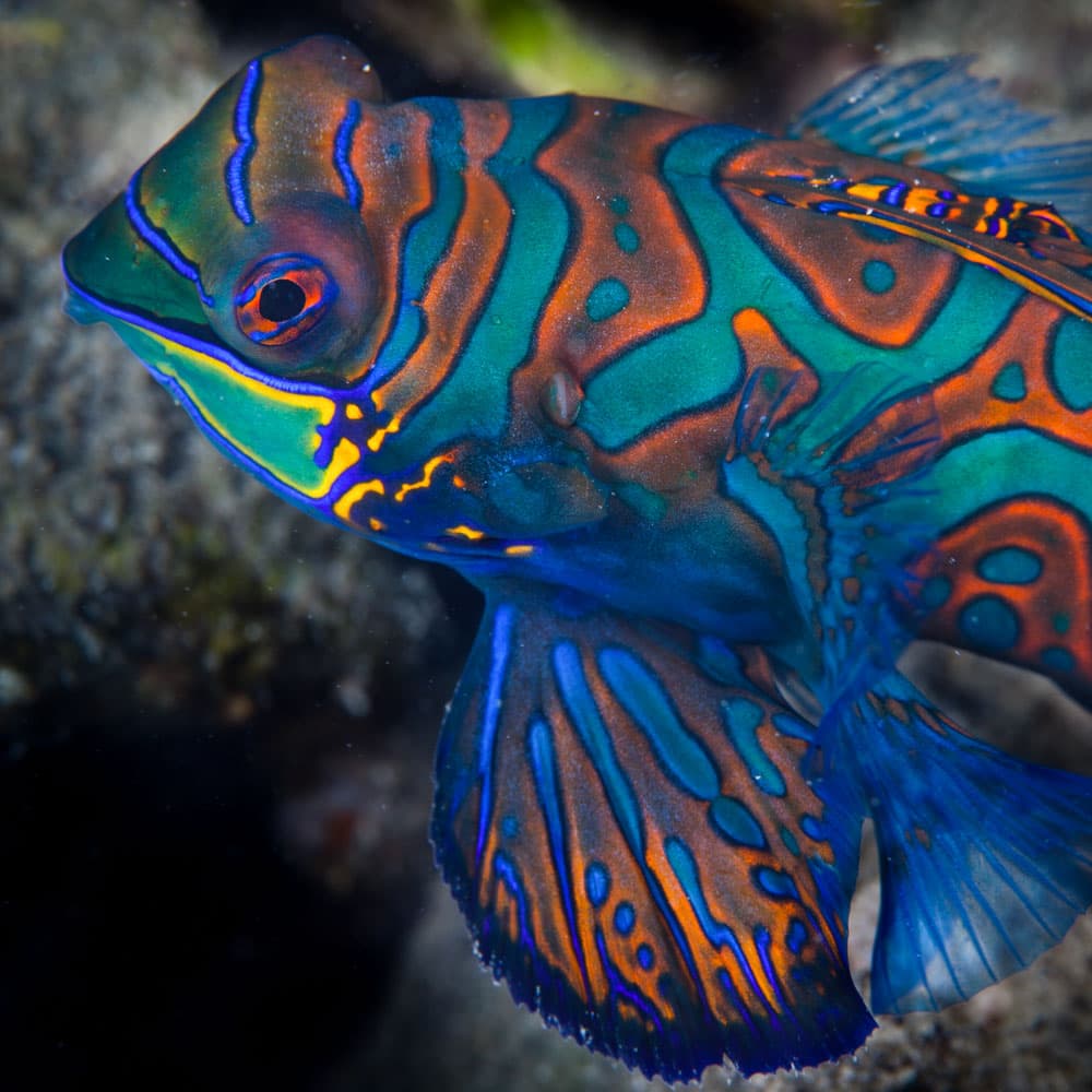 Mandarin Fish Lake — Palau, Oceania
