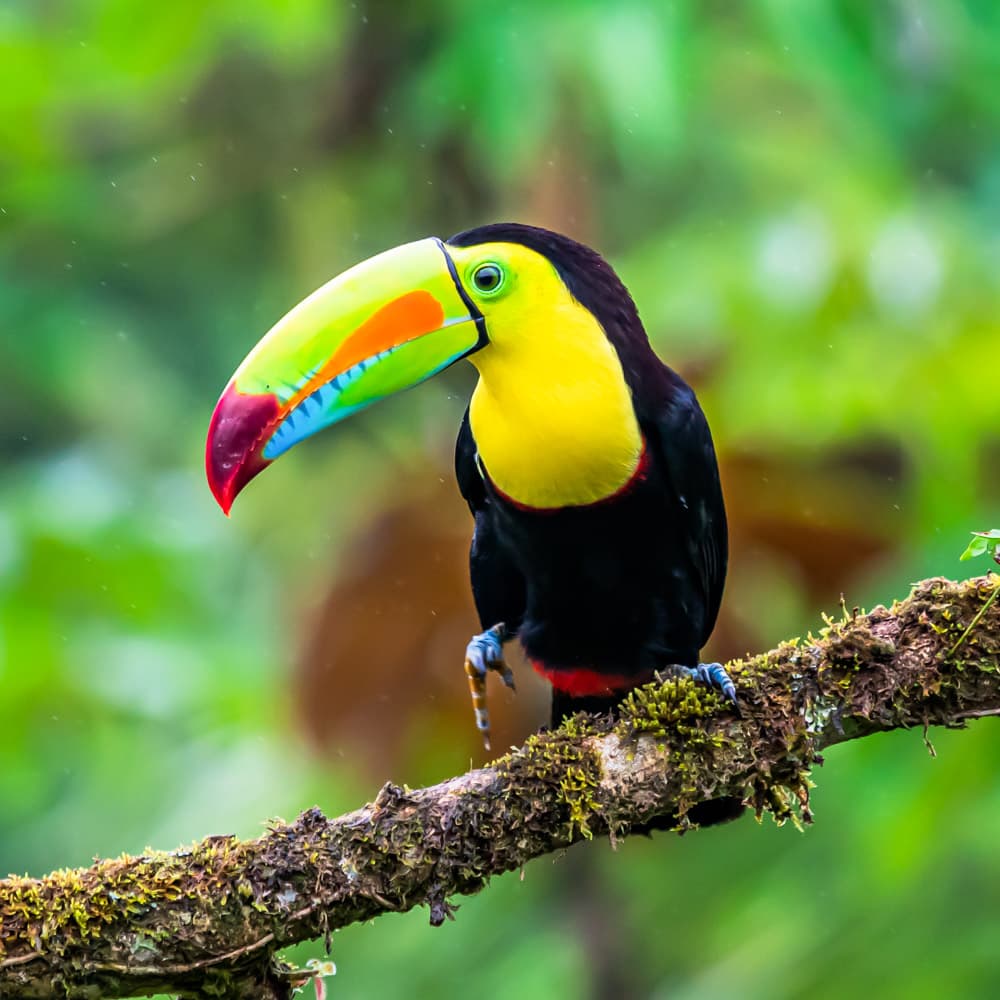 Montecristo National Park — El Salvador, Central America