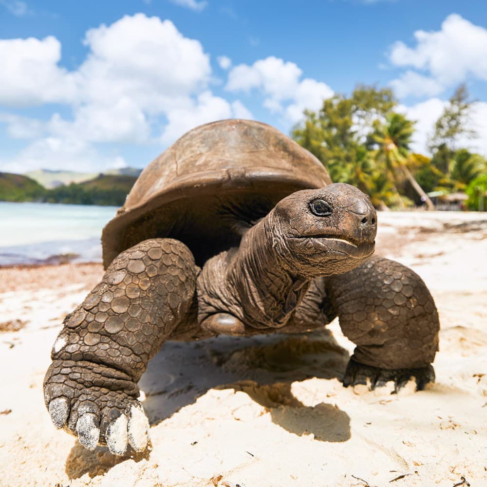 Moyenne Island — Mahé, Seychelles, Africa