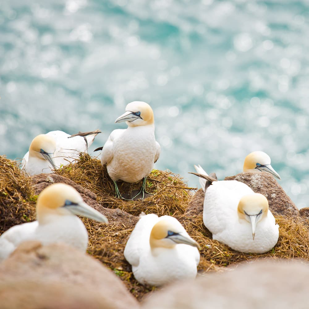 Muriwai Gannet Colony — Auckland, North Island, New Zealand, Oceania