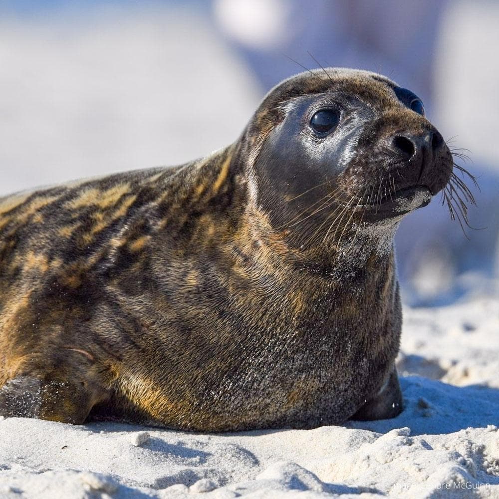 New York Marine Rescue Center — Long Island, New York, United States, North America