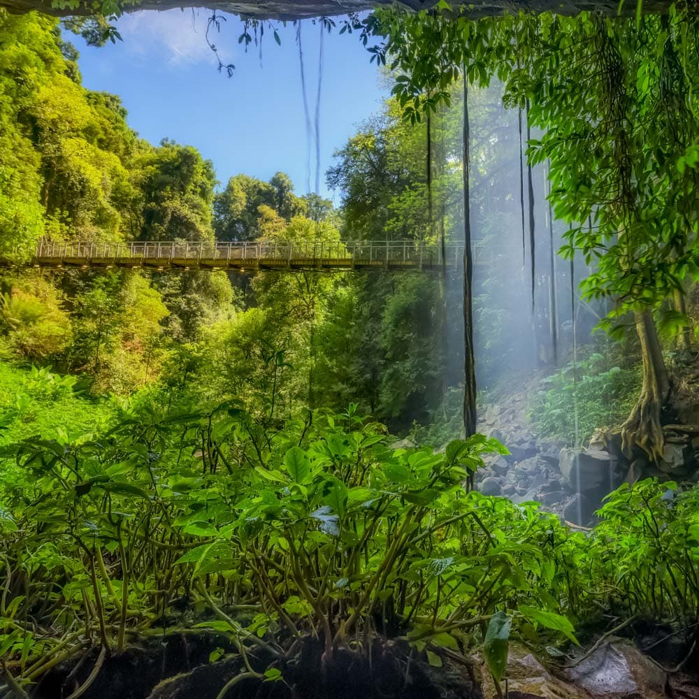 Dorrigo National Park — Bellingen, New South Wales, Australia, Oceania