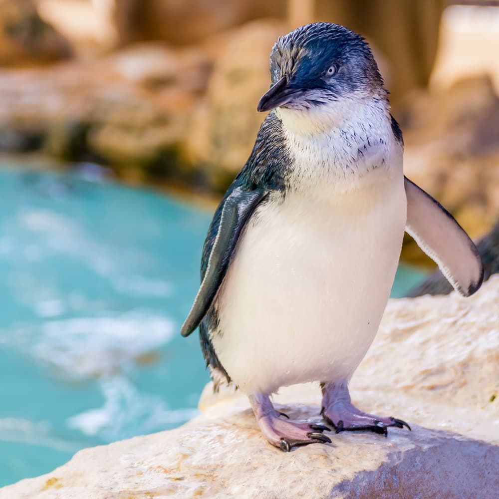 Penguin Island — Western Australia, Australia, Oceania