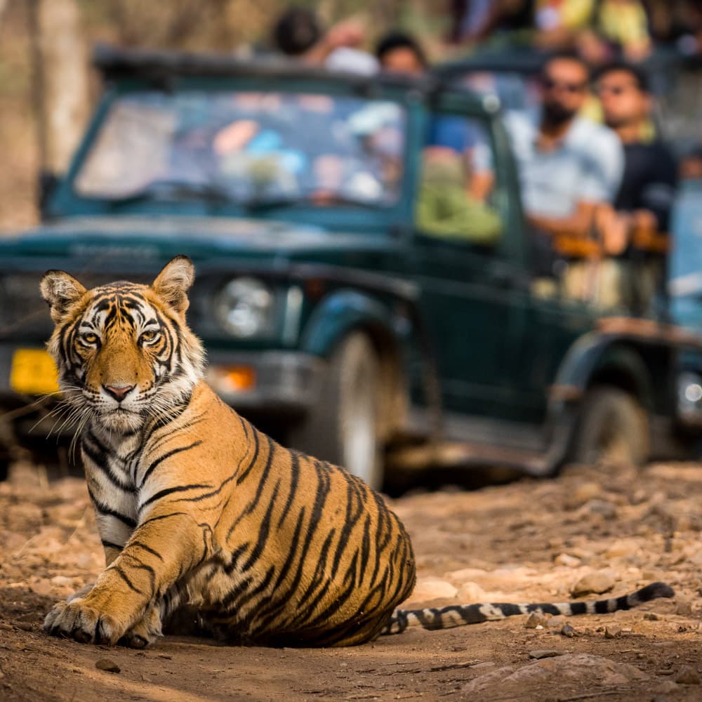 Ranthambore National Park — India, Asia