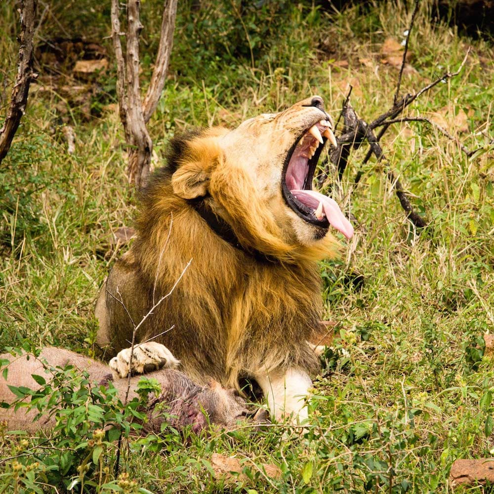 Thanda Private Game Reserve — South Africa, Africa