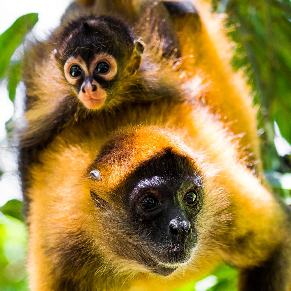 Bosque de Chaguantique — El Salvador, Central America