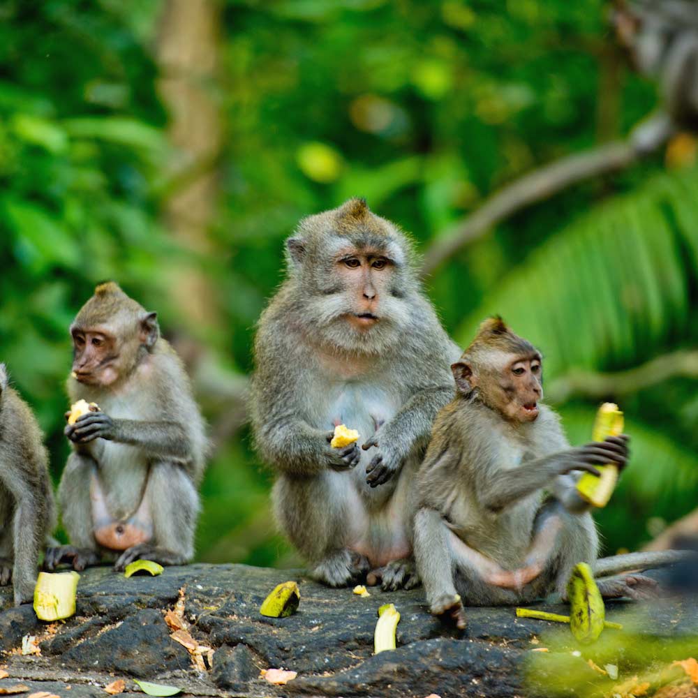 Ubud Monkey Forest — Ubud, Bali, Indonesia, Asia