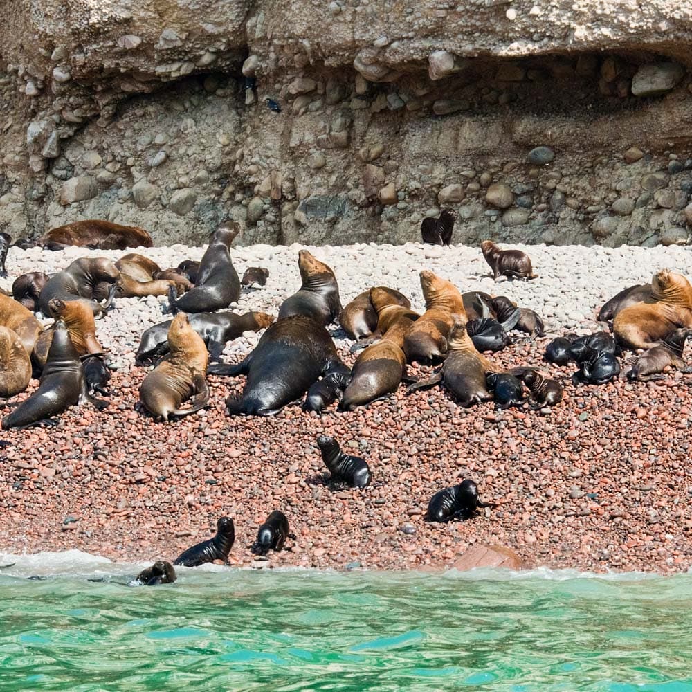Paracas National Reserve — Peru, South America