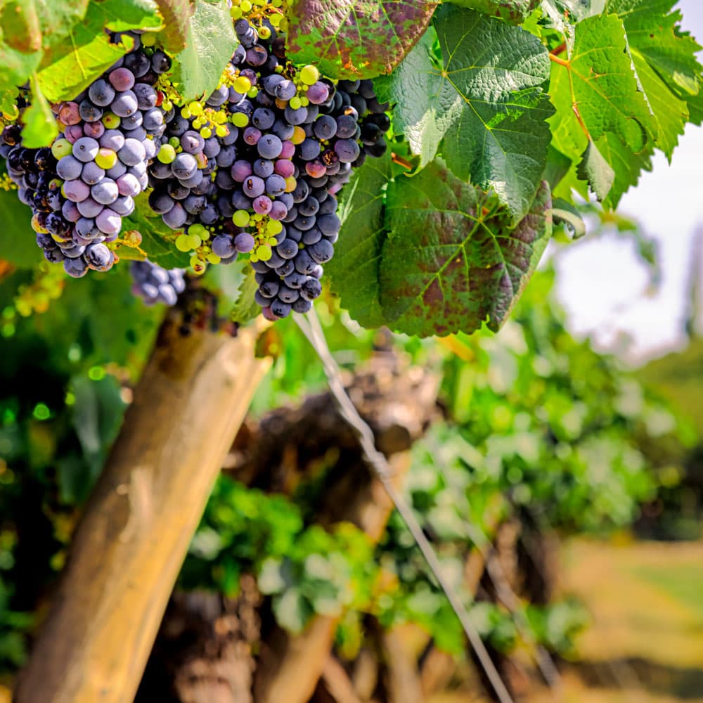 Cafayate Vineyards — Argentina, South America