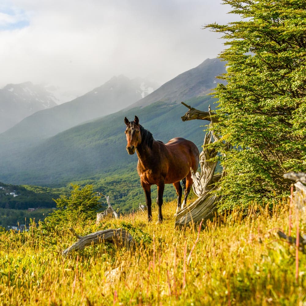 Cerro Alarken Nature Reserve — Argentina, South America