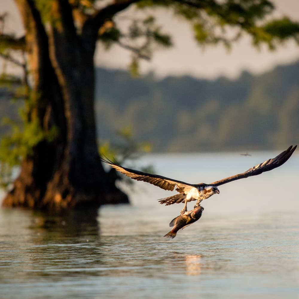 Reelfoot Lake State Park — Tennessee, United States, North America